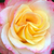 Biało - różowy - Róże rabatowe grandiflora - Alissar